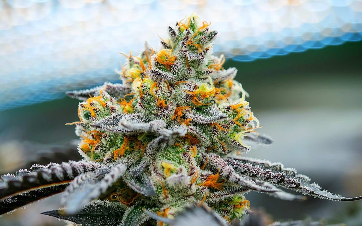 best-cannabis-strains-of-summer-2020-high-green-news