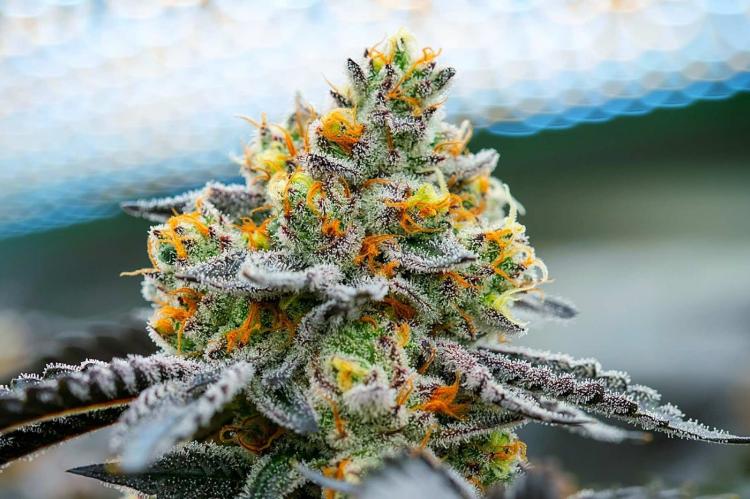 Best Cannabis Strains Of Summer 2020 | High Green News